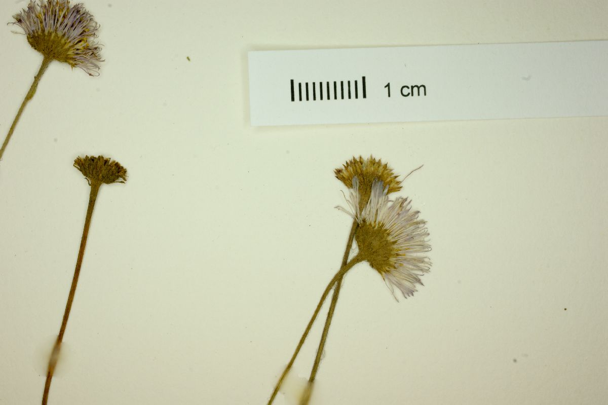 Erigeron versicolor image