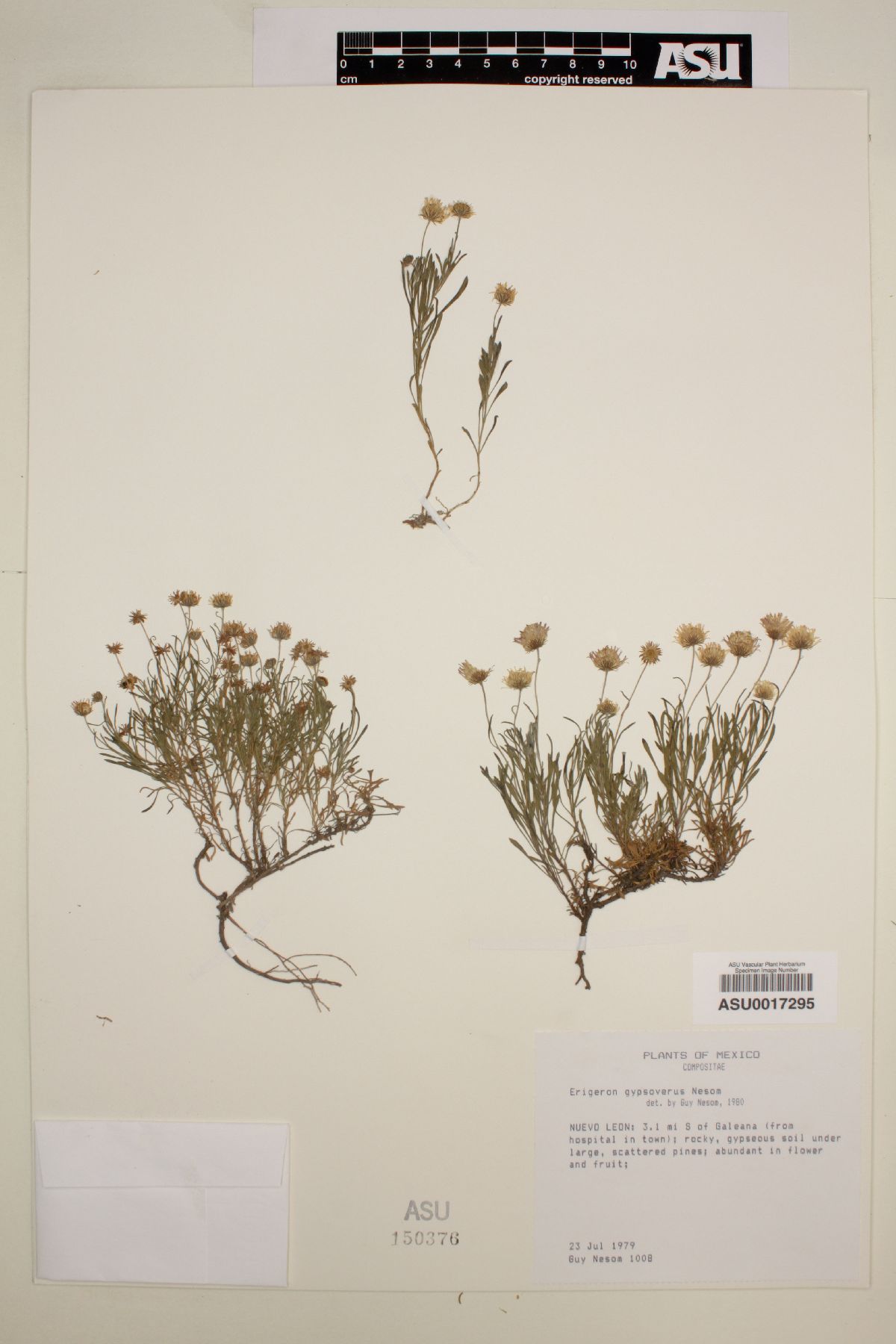 Erigeron gypsophilus image