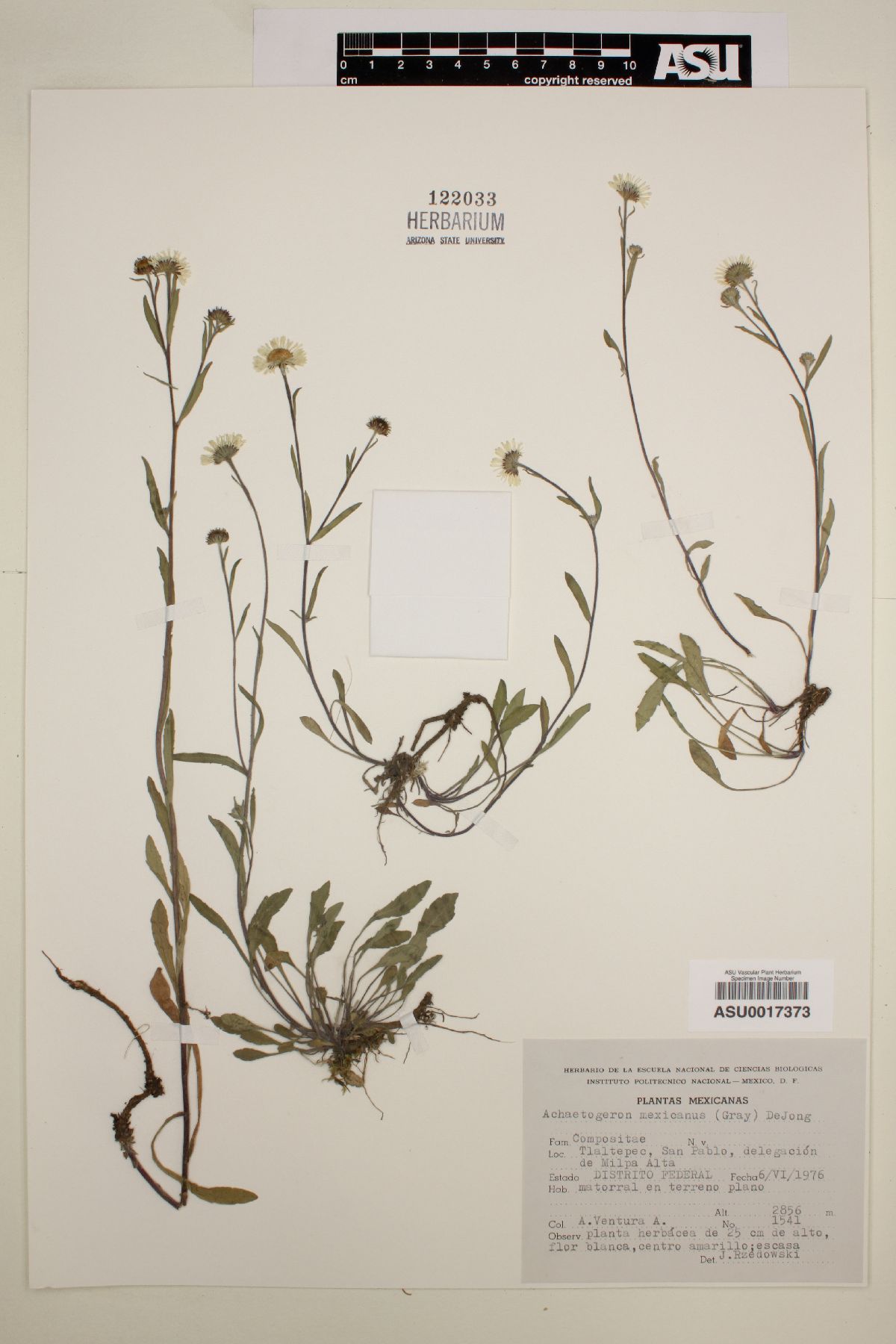 Achaetogeron mexicanus image