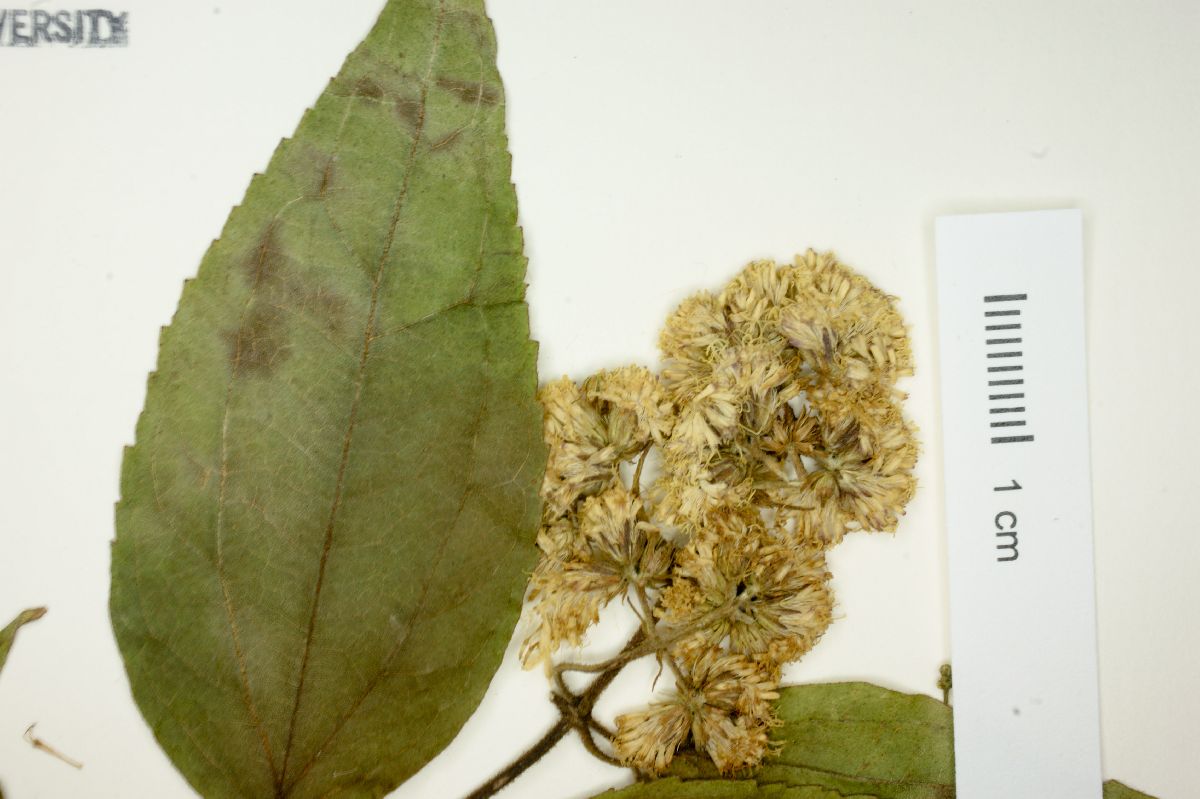 Eupatorium areolare image