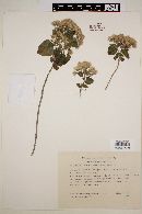 Eupatorium aschenbornianum image