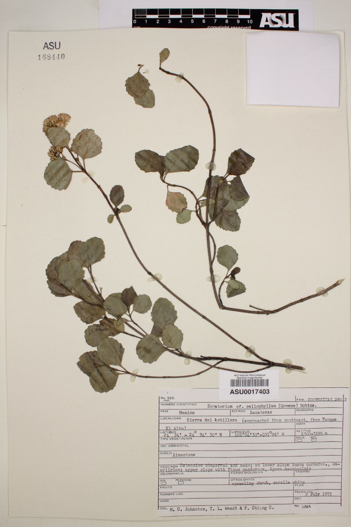 Eupatorium calophyllum image