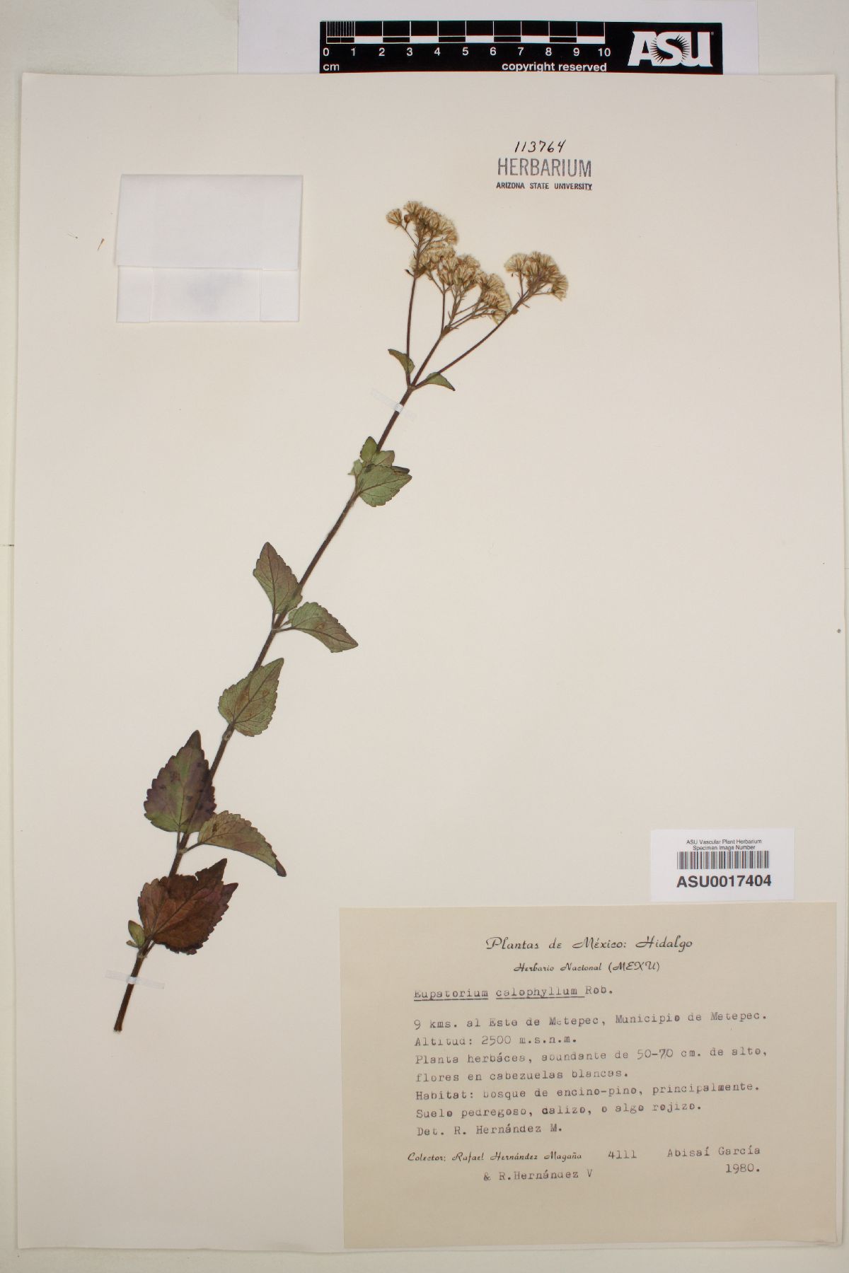 Eupatorium calophyllum image