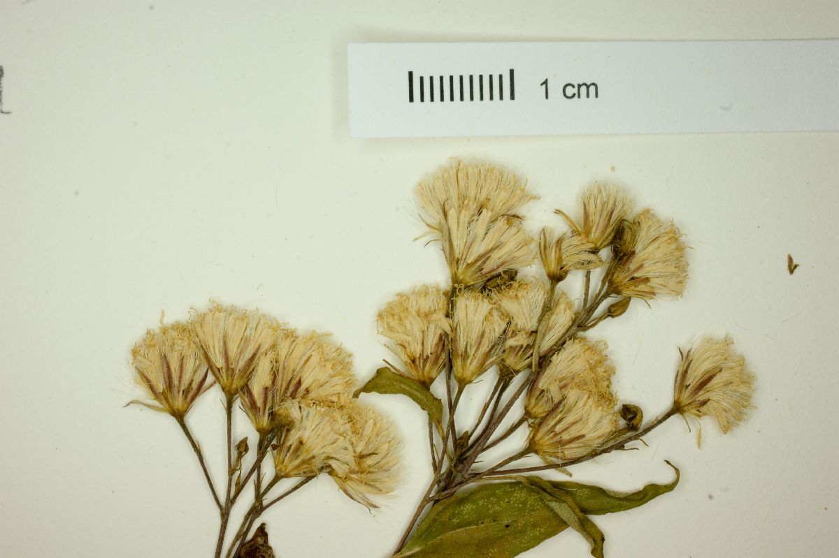 Eupatorium ceriferum image