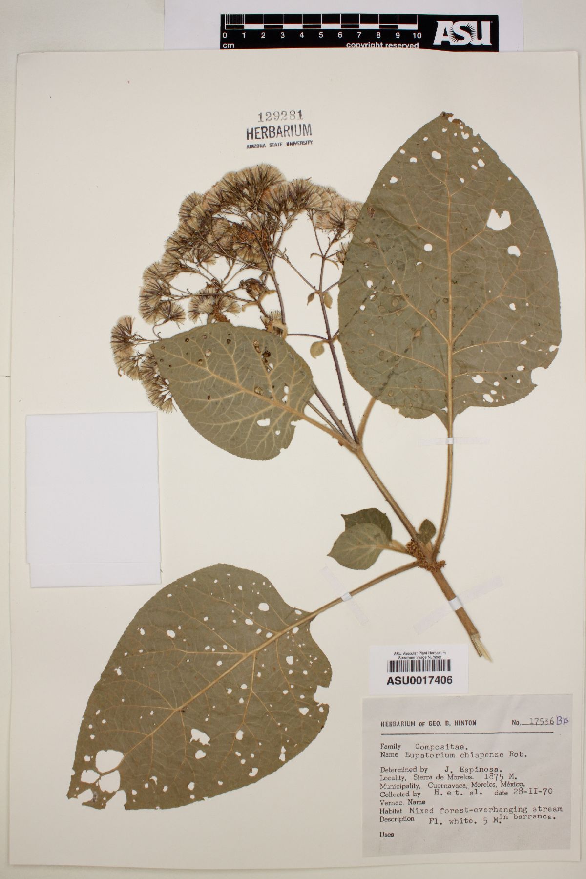 Eupatorium chiapense image