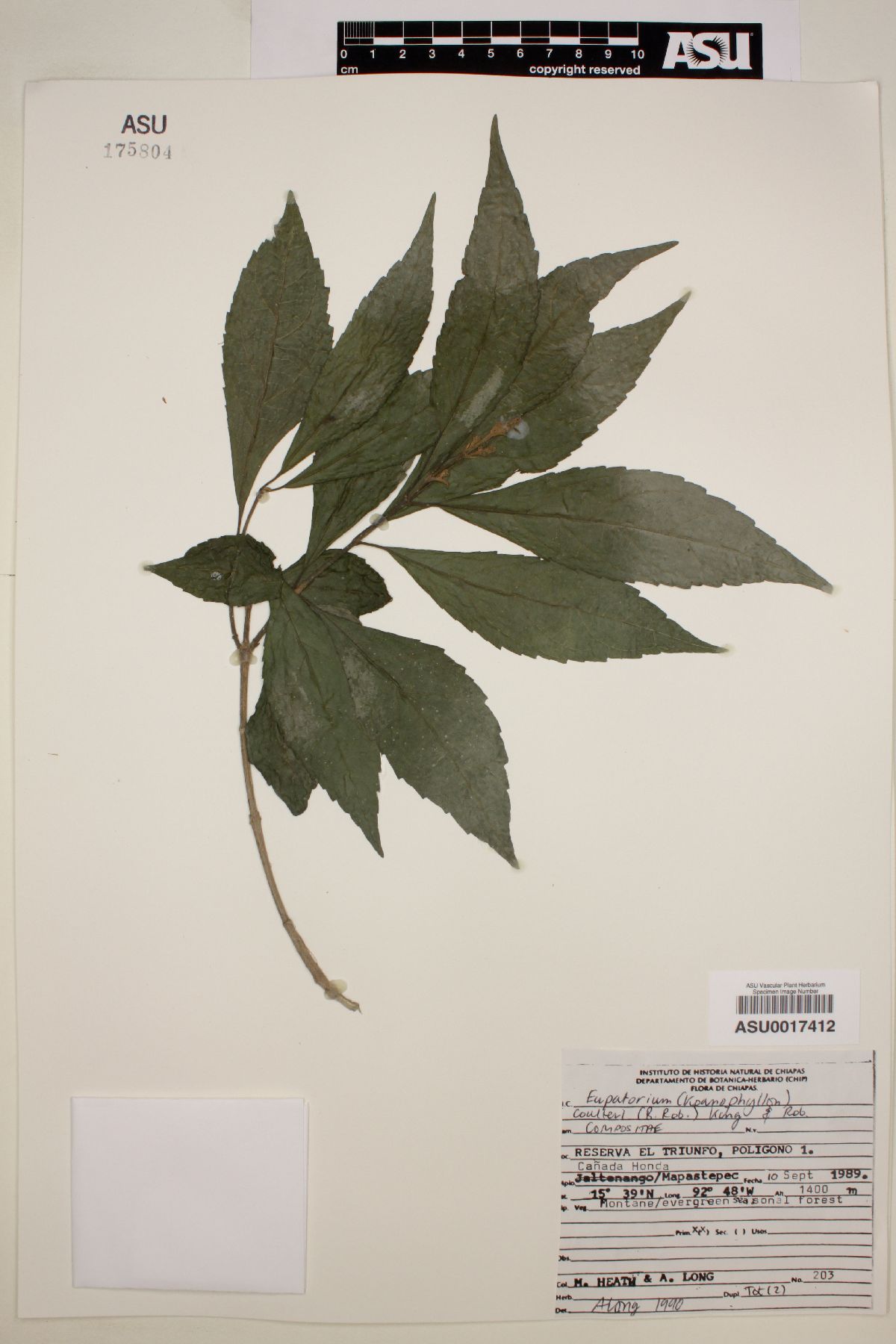 Eupatorium coulteri image