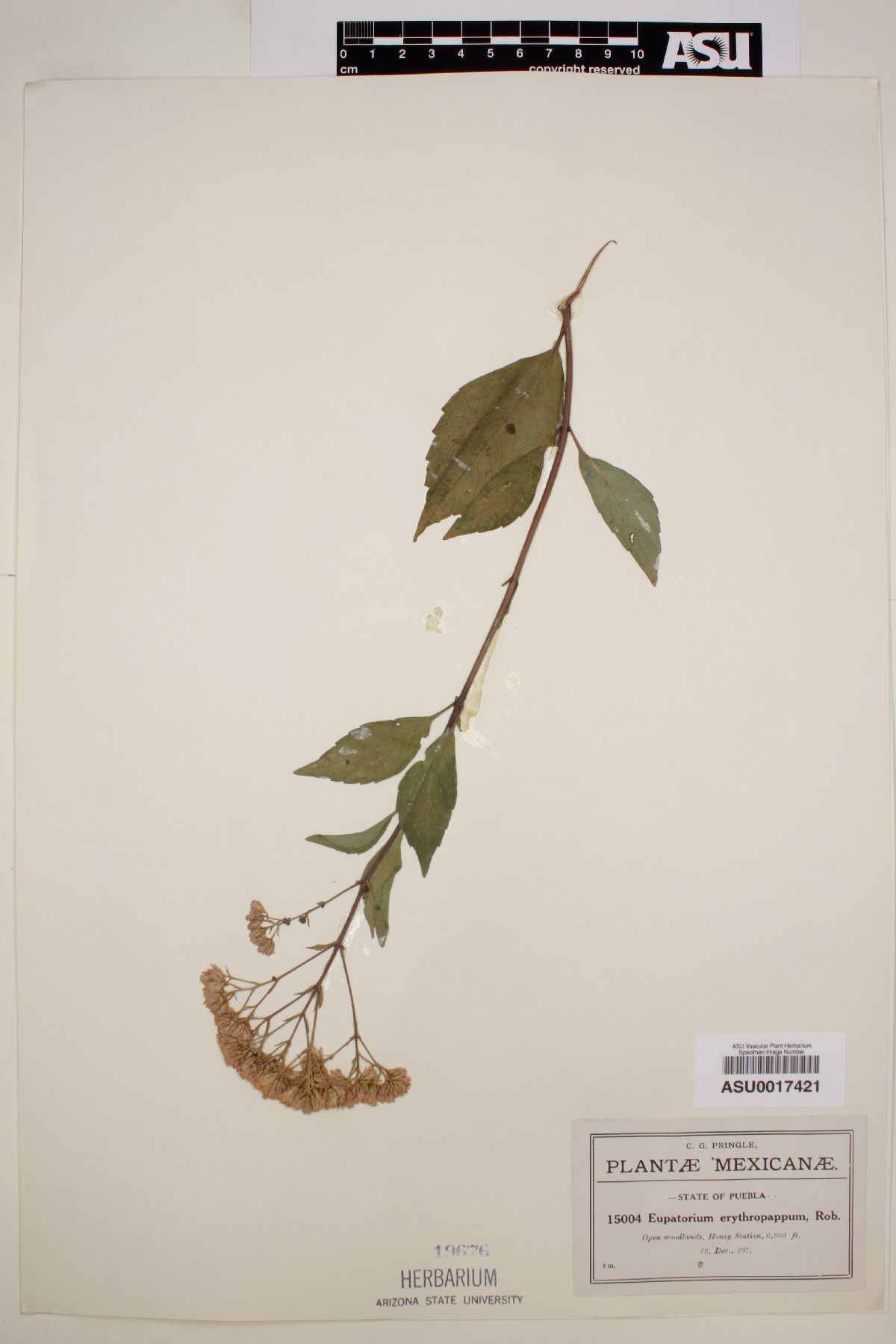 Eupatorium erythropappum image