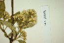 Eupatorium glabratum image