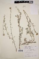 Eriophyllum confertiflorum image