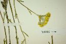 Eriophyllum confertiflorum image