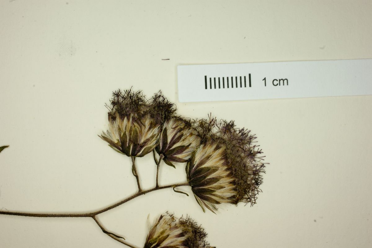 Eupatoriastrum triangulare image