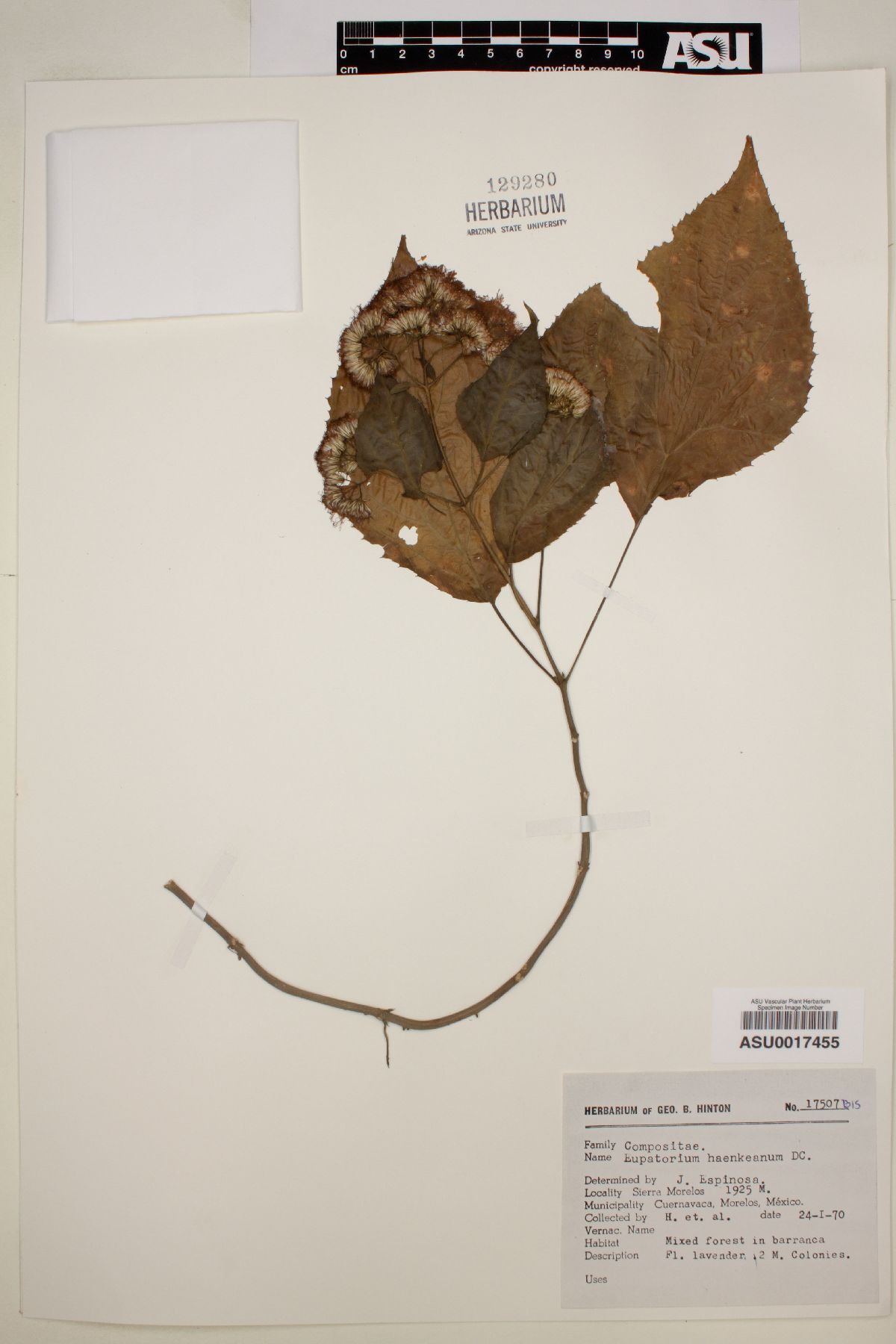 Eupatorium haenkeanum image