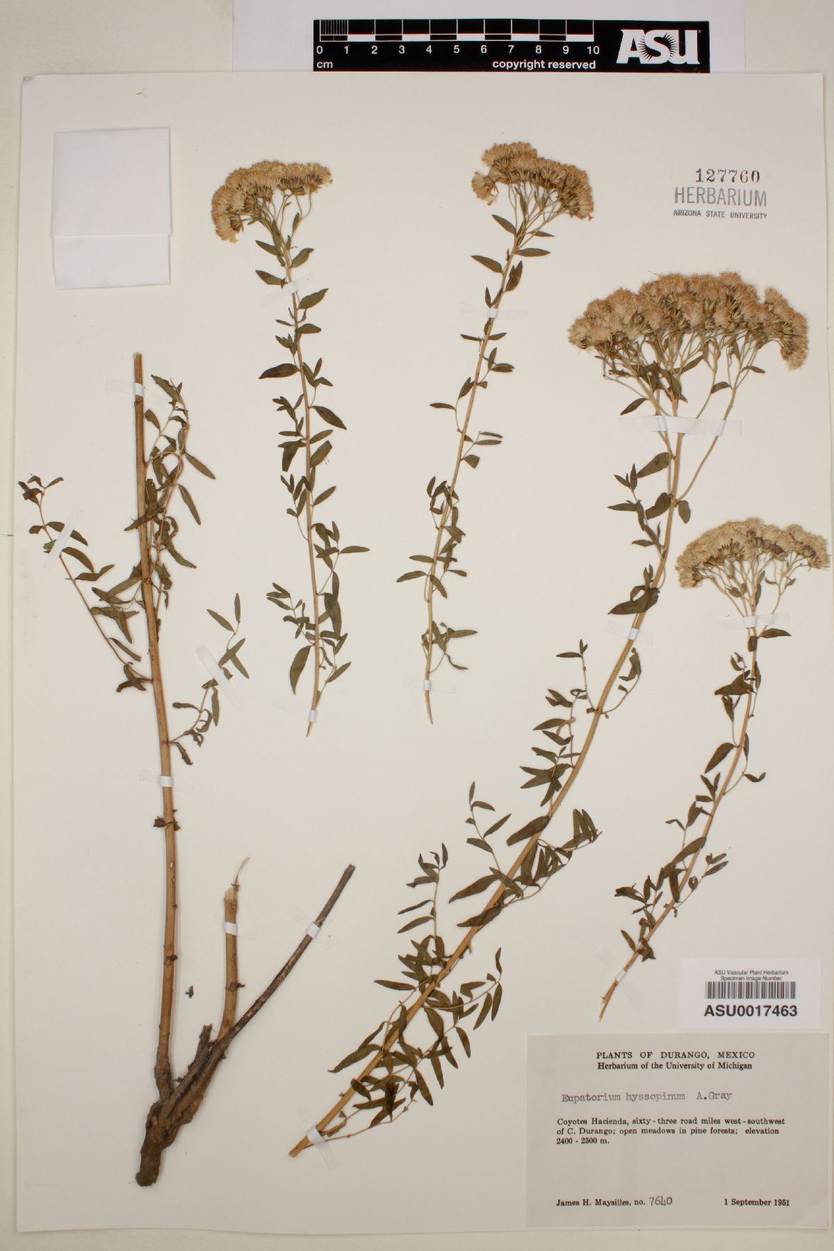 Eupatorium hyssopinum image