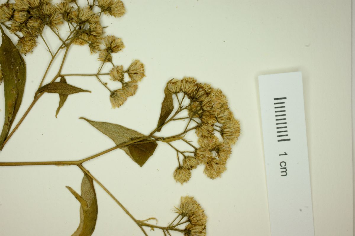 Eupatorium incomptum image