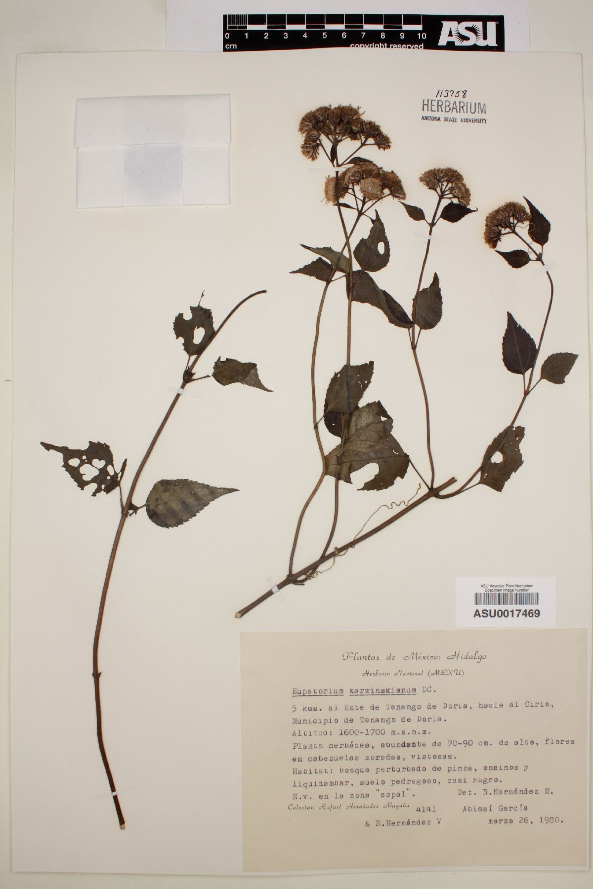 Eupatorium karwinskianum image