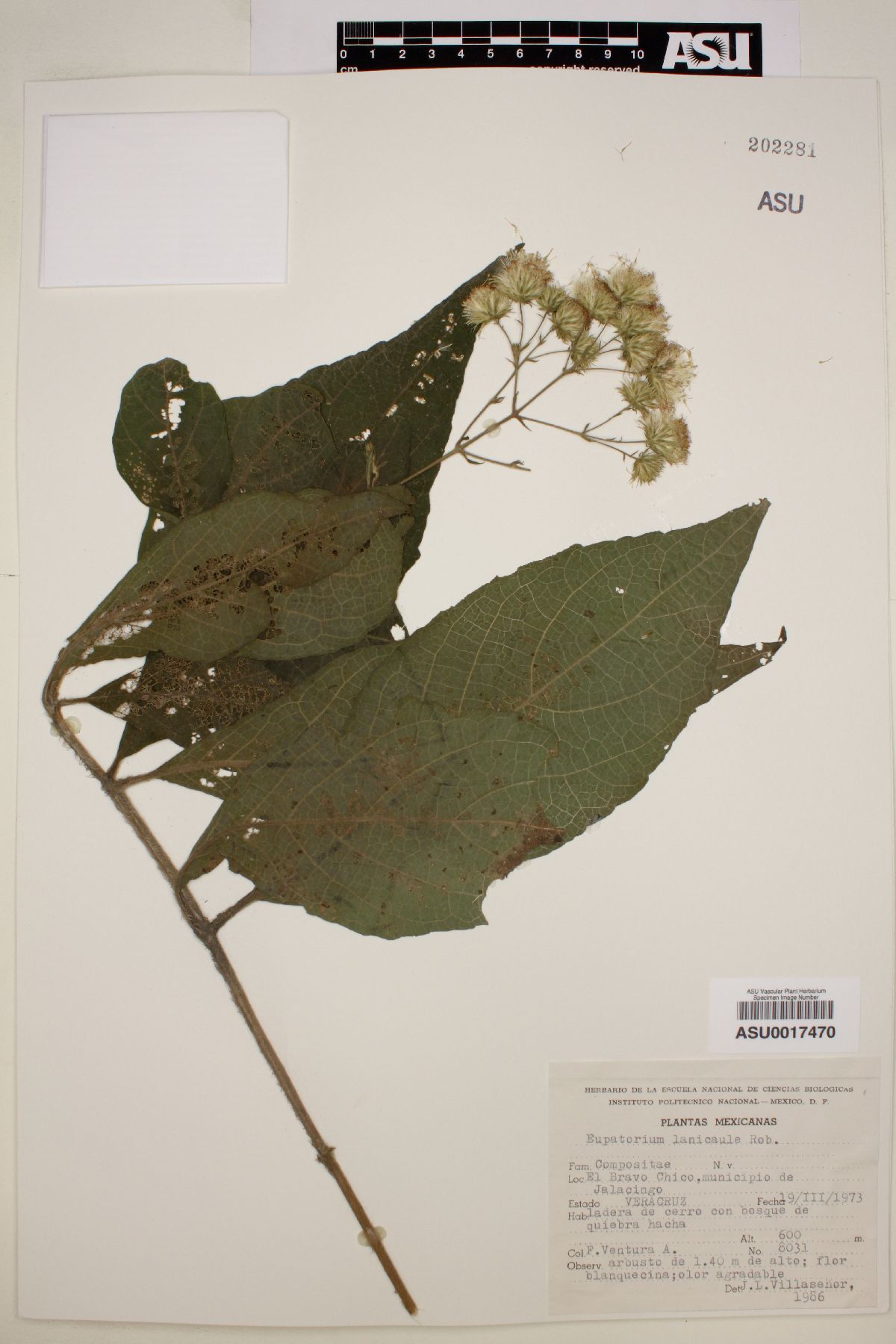 Eupatorium lanicaule image