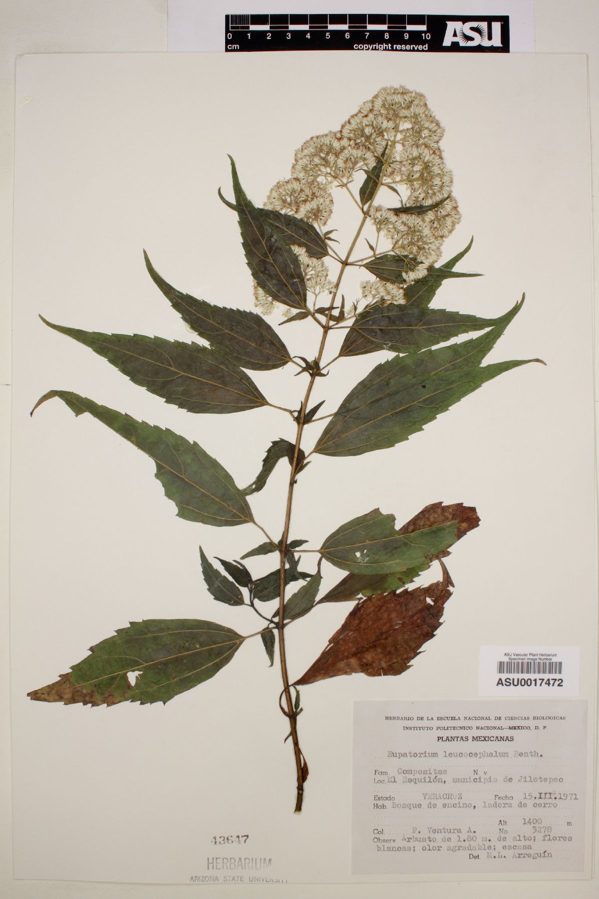 Eupatorium leucocephalum image