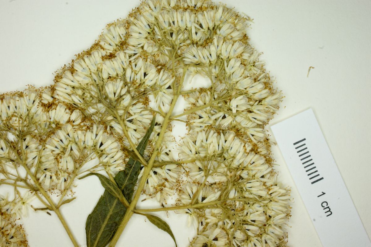 Eupatorium leucocephalum image