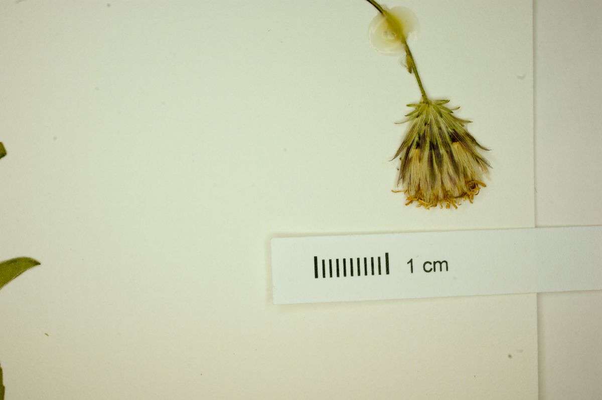 Eupatorium longipes image