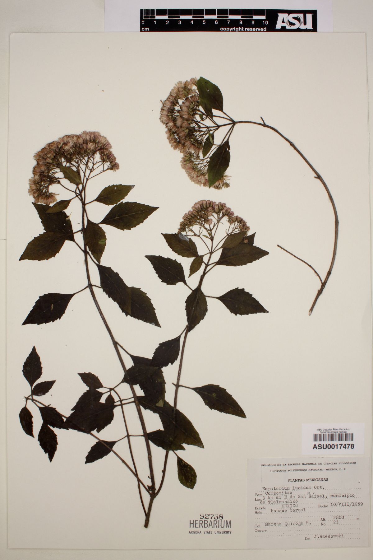 Eupatorium lucidum image