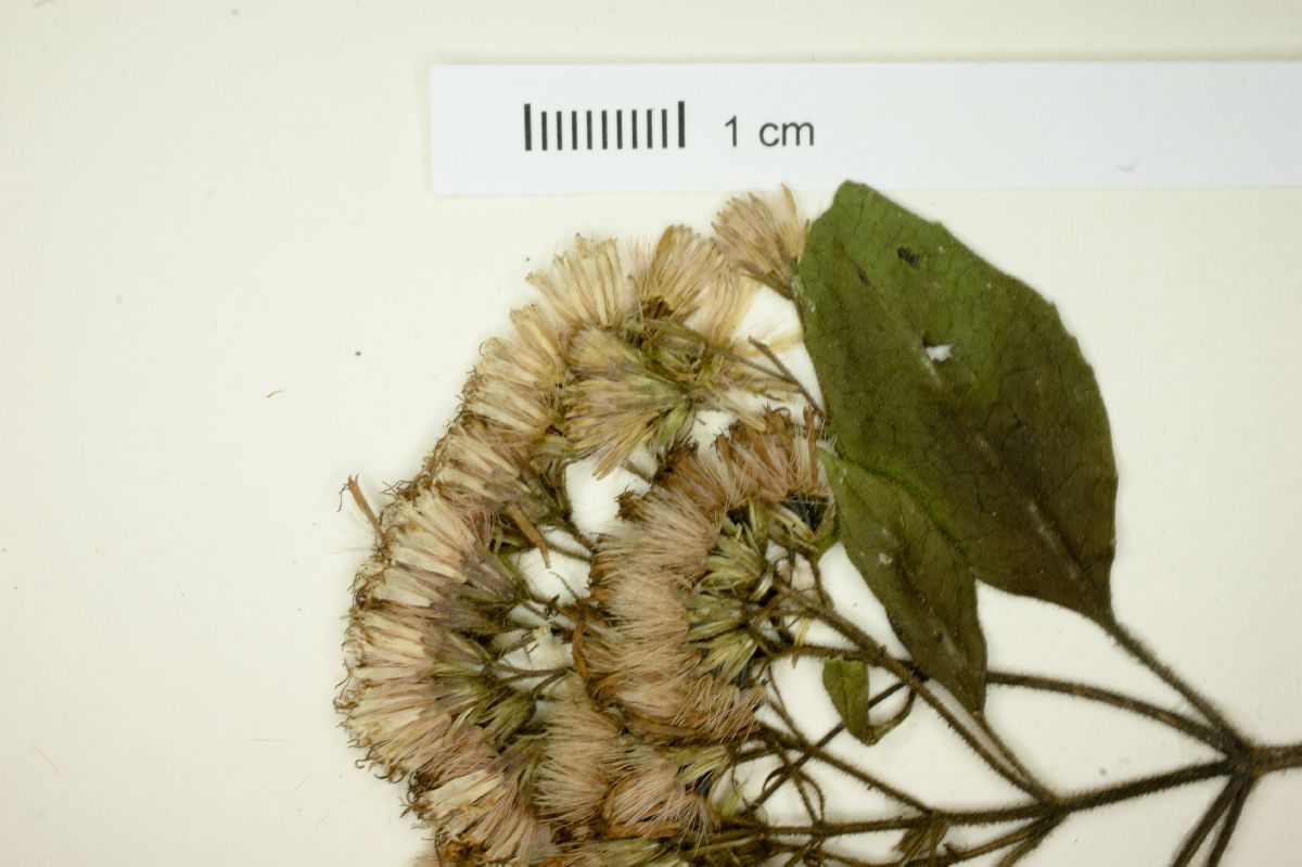 Eupatorium lucidum image