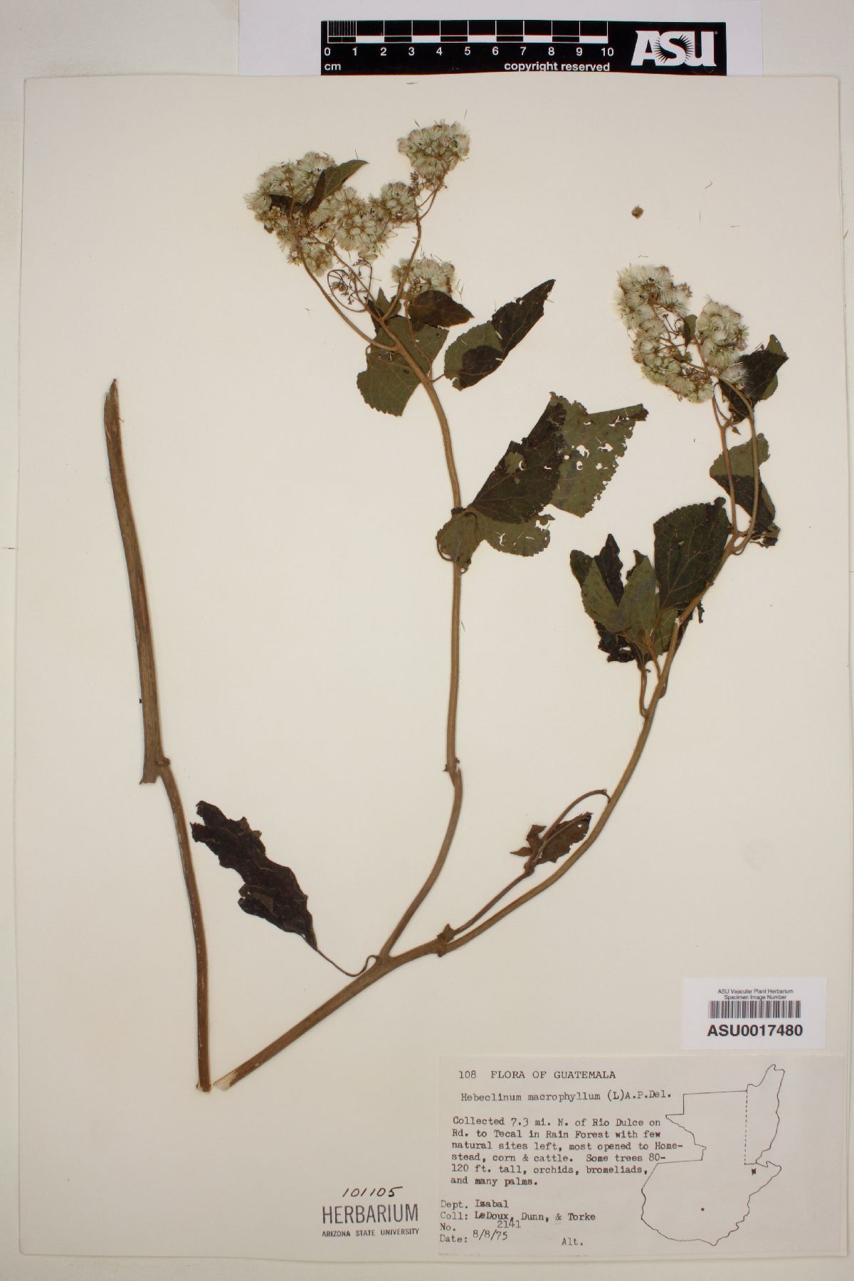 Eupatorium macrophyllum image