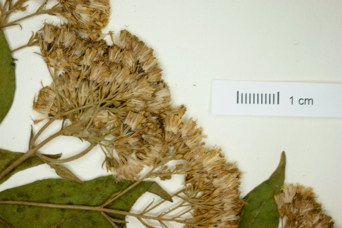 Eupatorium micranthum image