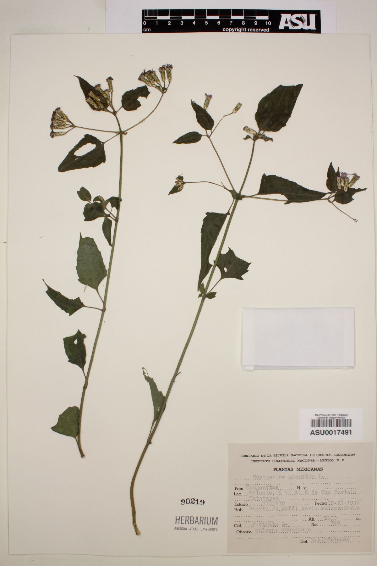 Eupatorium odoratum image