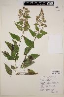 Eupatorium palmeri image