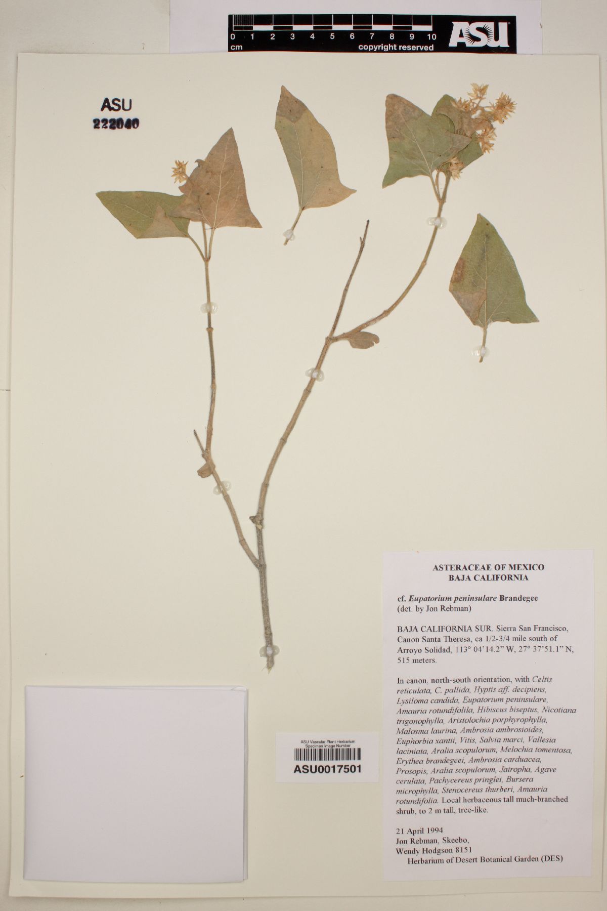 Eupatorium peninsulare image