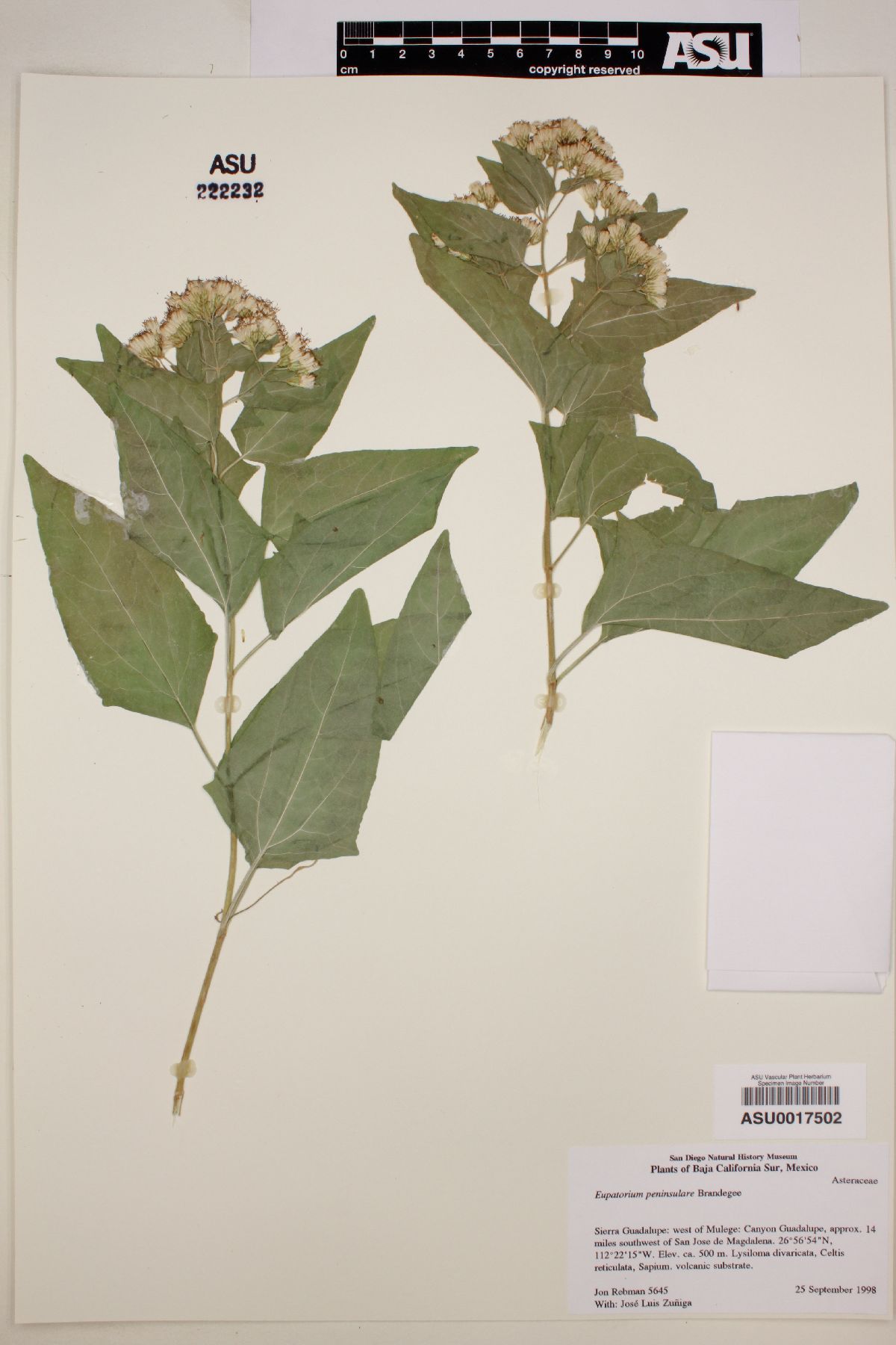 Eupatorium peninsulare image