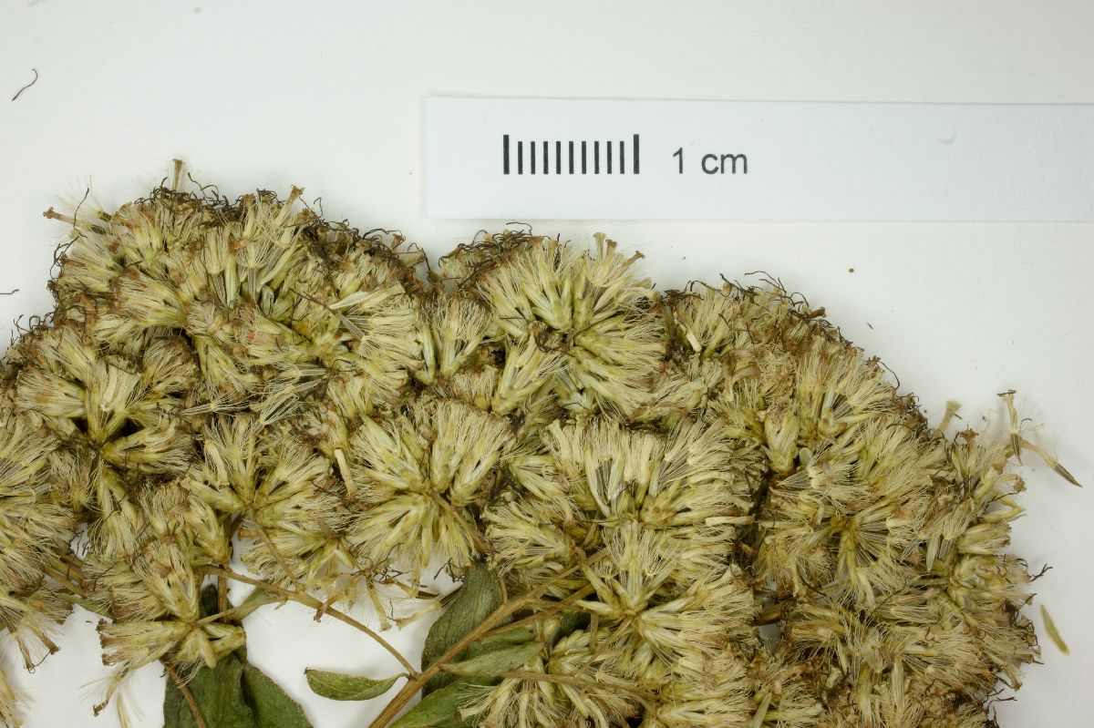 Eupatorium portoricense image