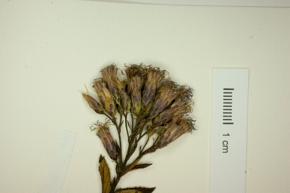 Eupatorium pulchellum image