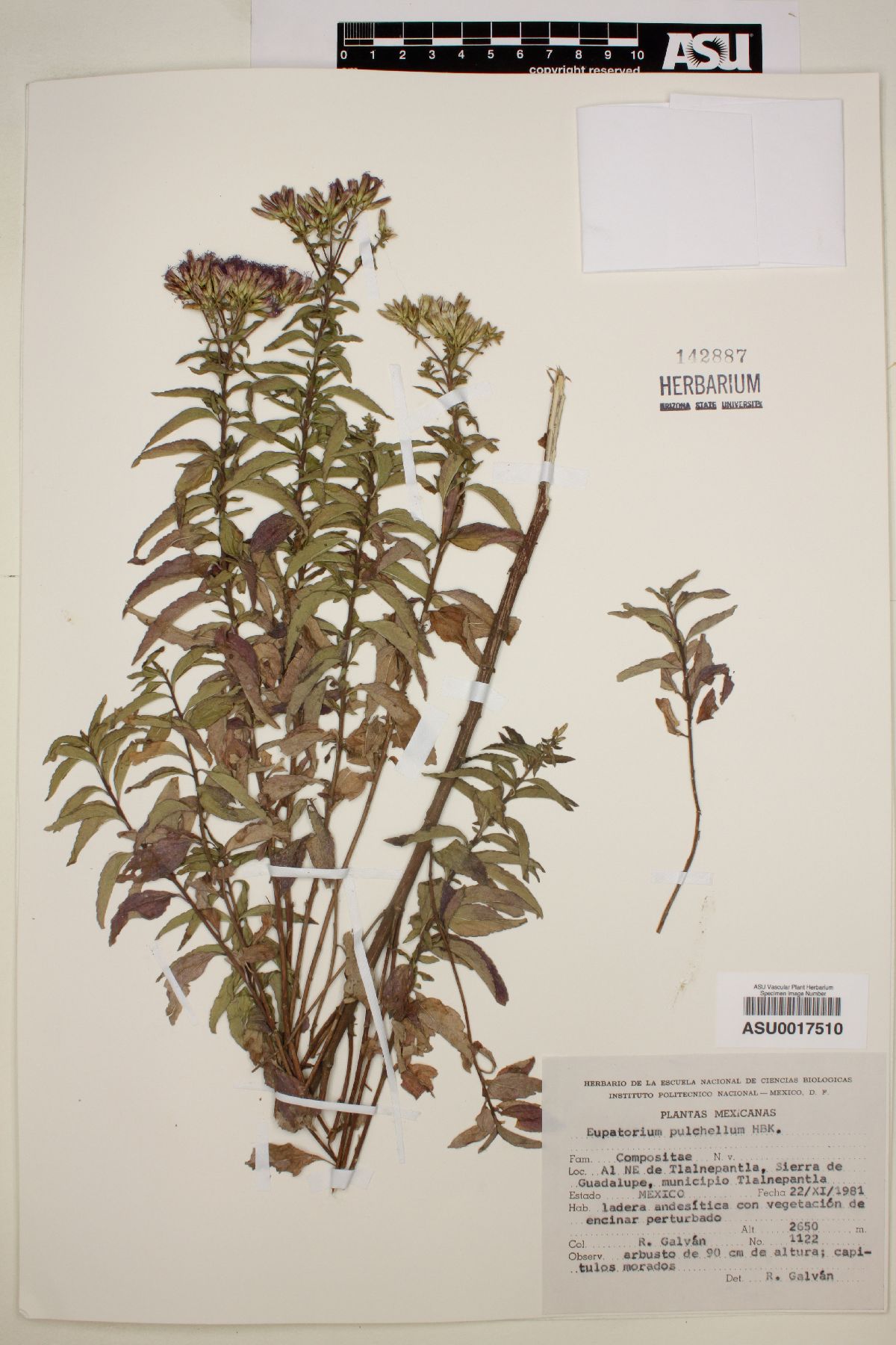 Eupatorium pulchellum image