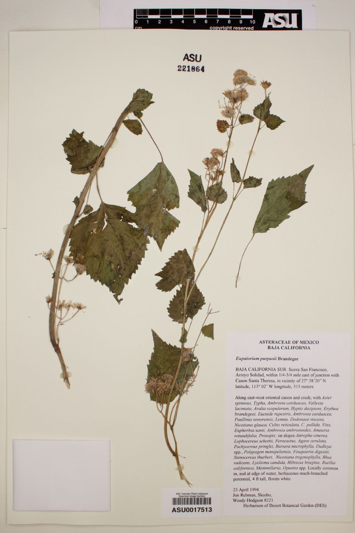 Eupatorium purpusi image