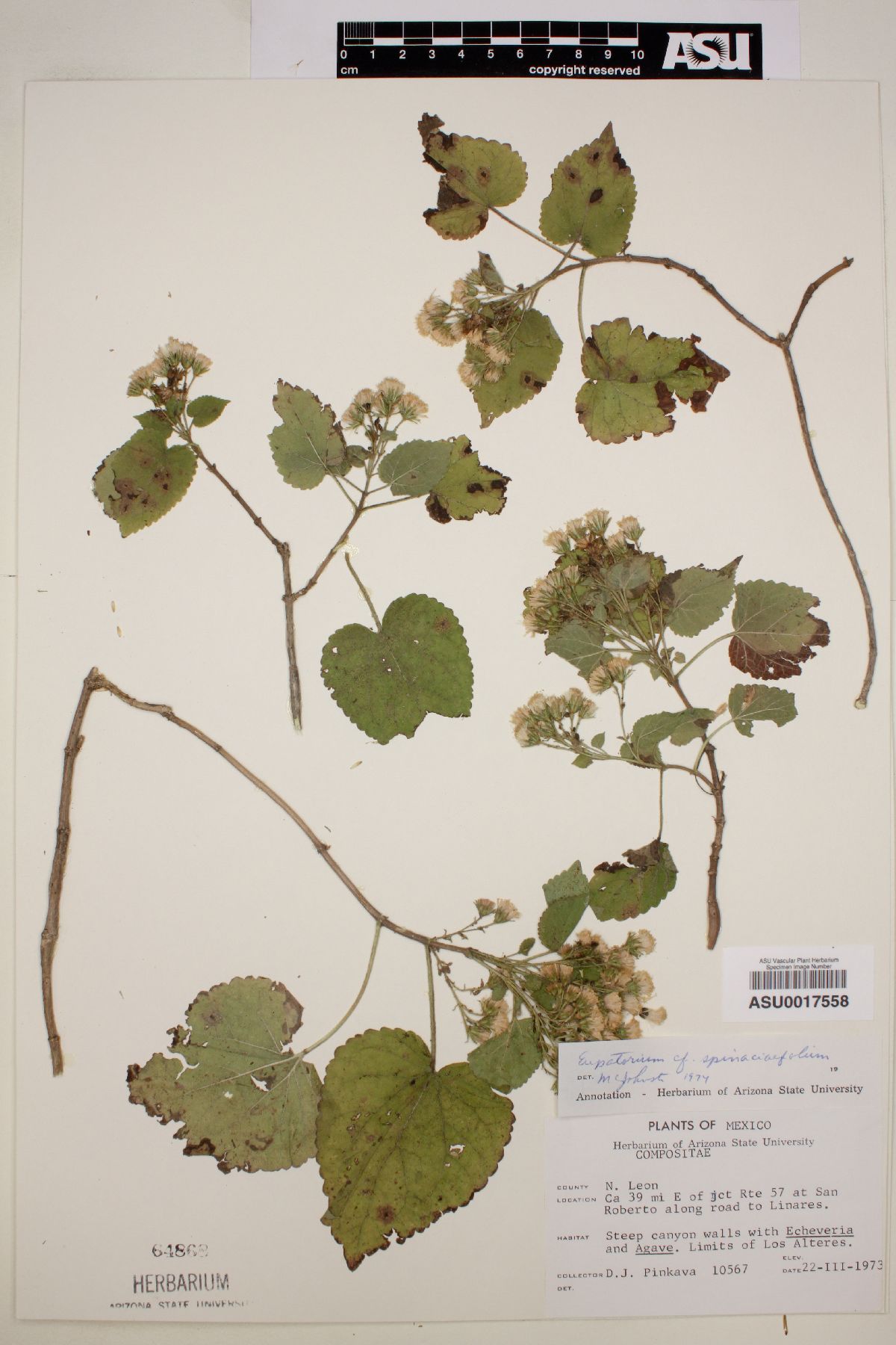 Eupatorium spinaciaefolium image