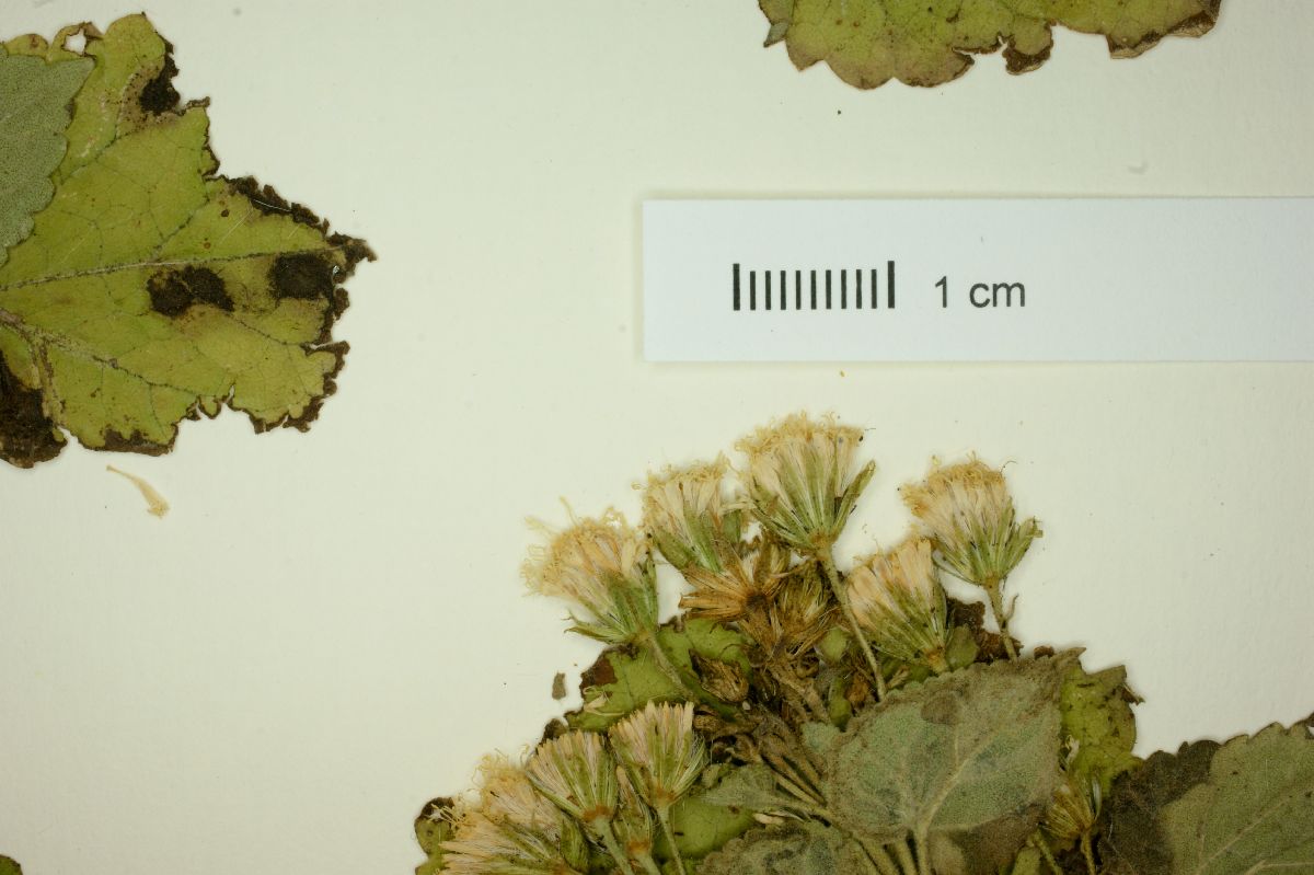 Eupatorium spinaciaefolium image