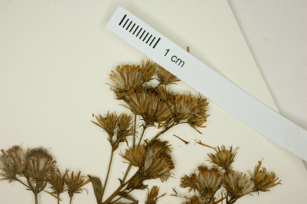 Eupatorium amygdalinum image