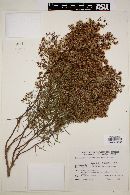 Eupatorium buniifolium image