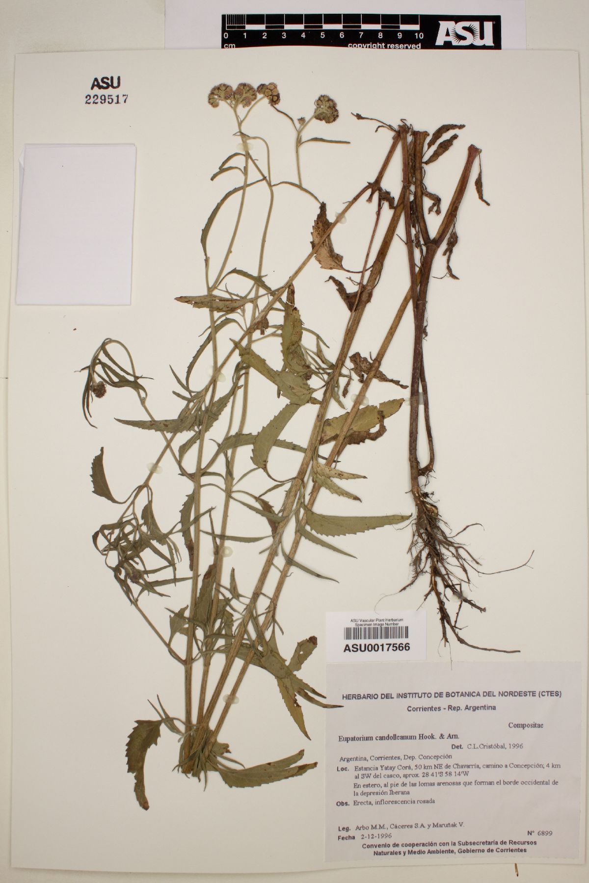 Eupatorium candolleanum image