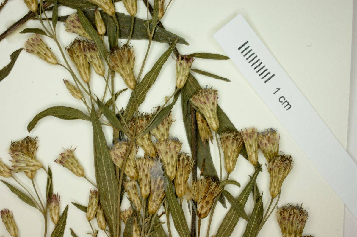 Chromolaena orbignyana image