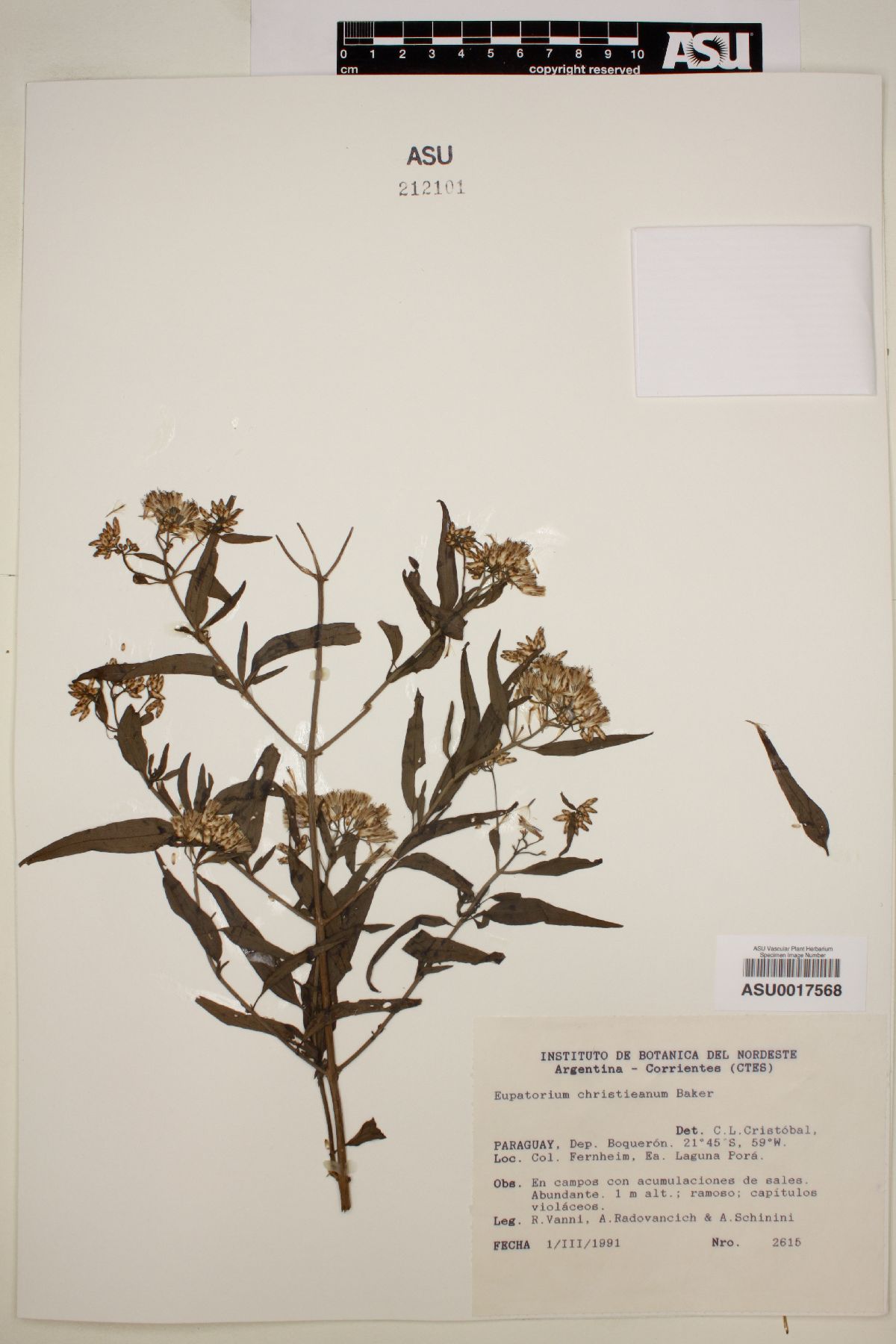 Eupatorium christieanum image