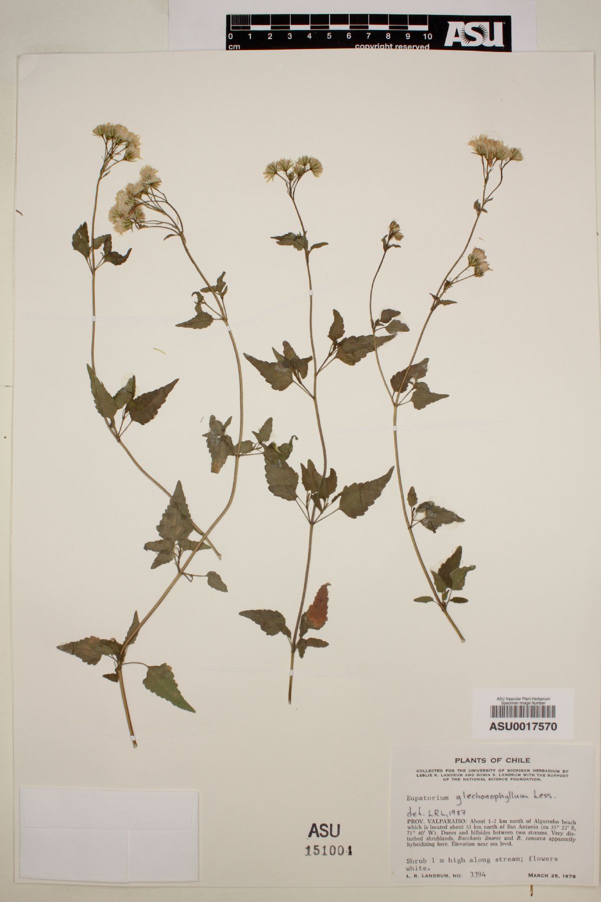 Eupatorium glechonophyllum image
