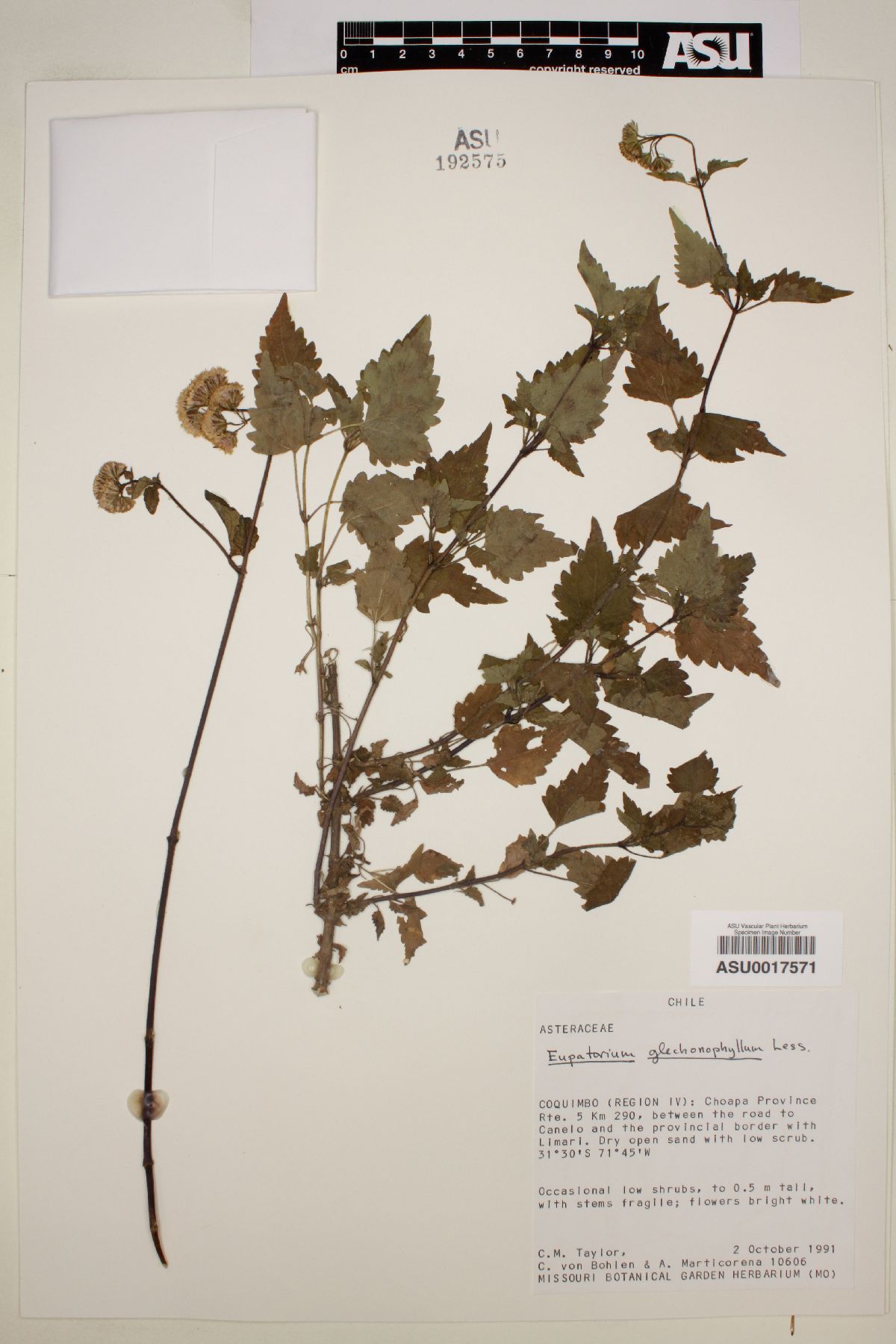 Eupatorium glechonophyllum image