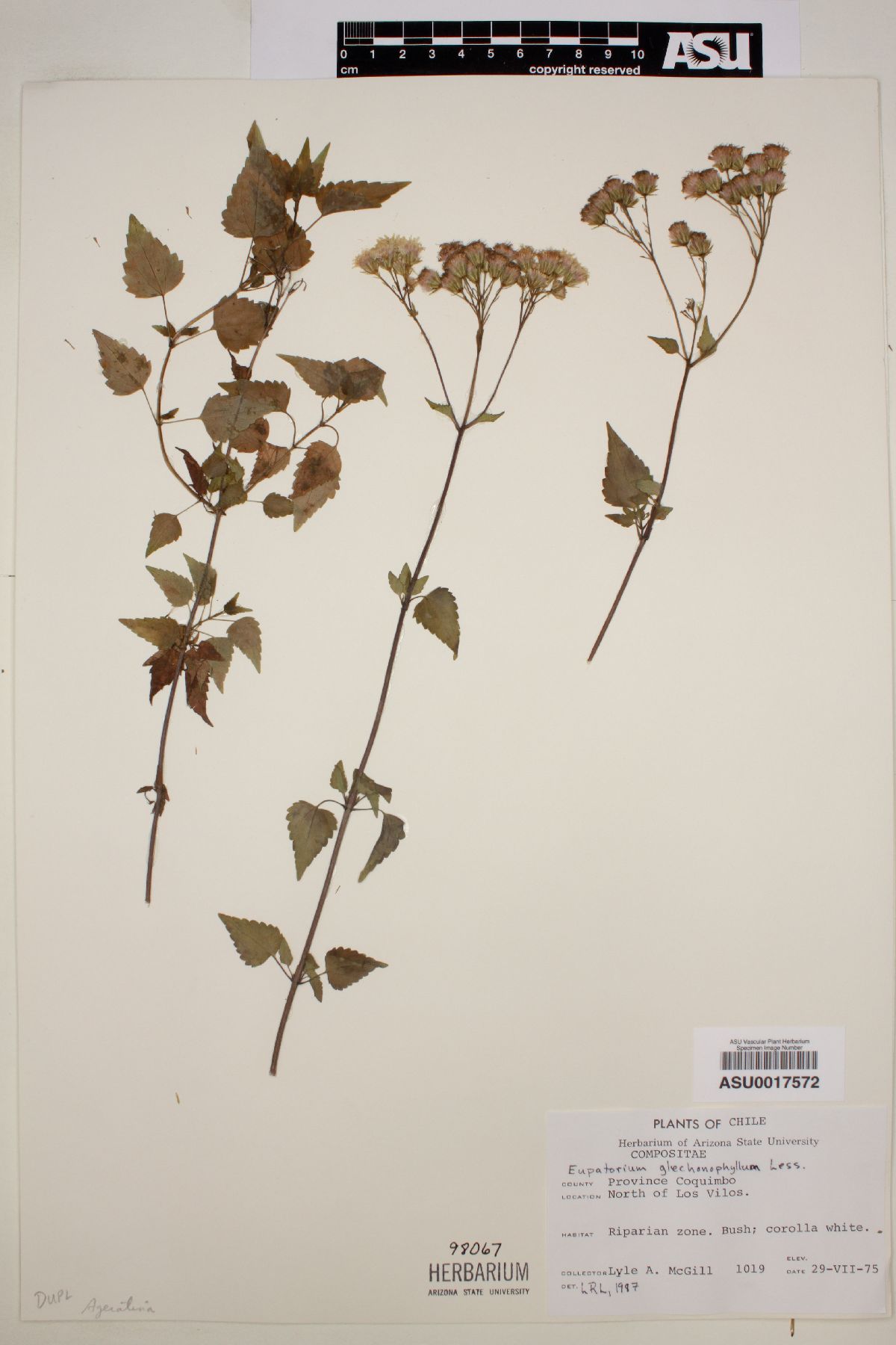 Eupatorium glechonophyllum image