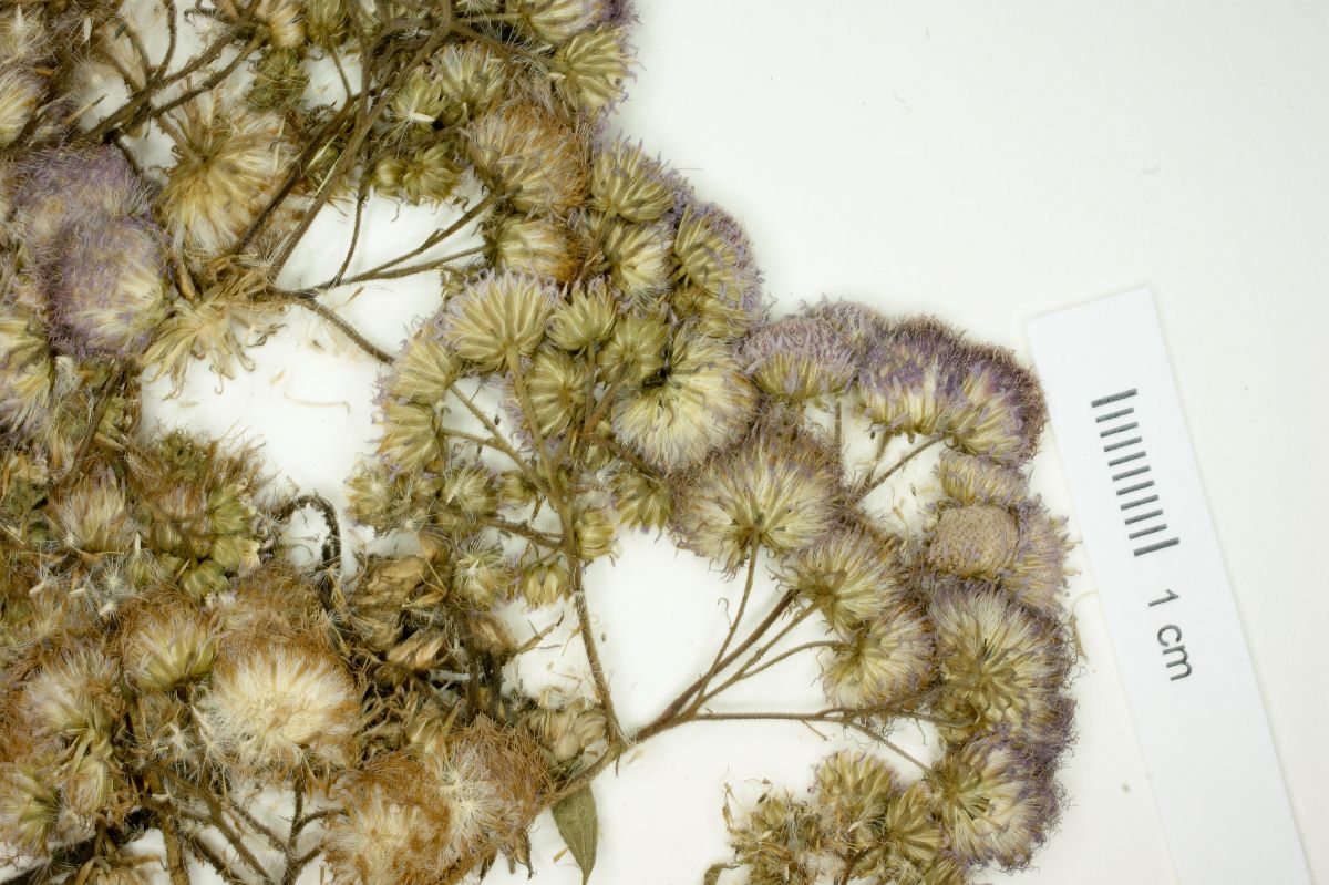 Eupatorium hecatanthum image