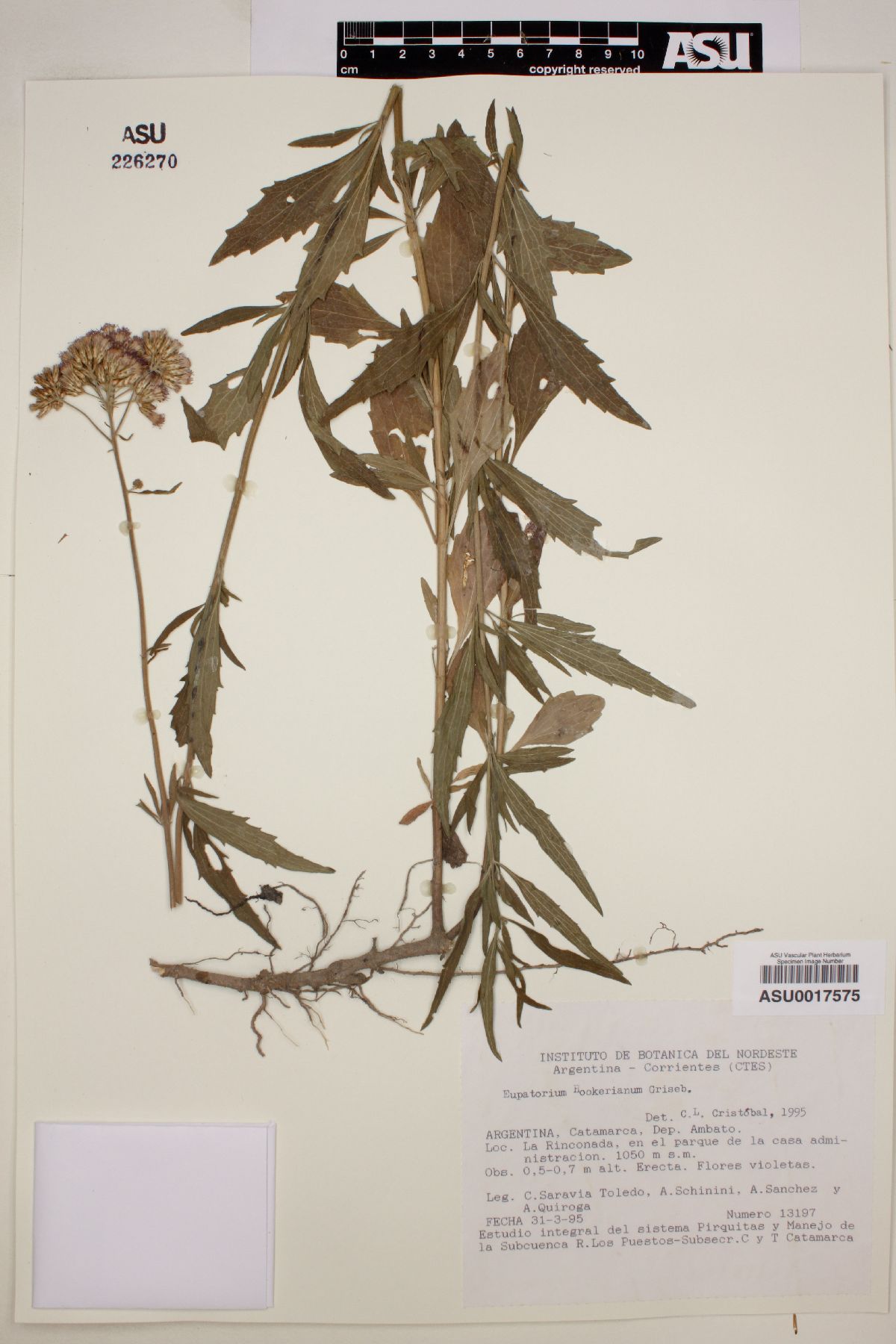 Eupatorium hookerianum image