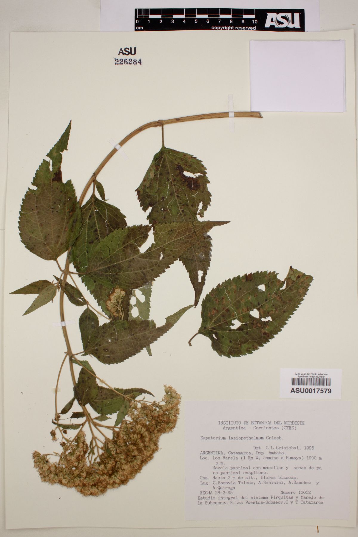 Eupatorium lasiophthalmum image