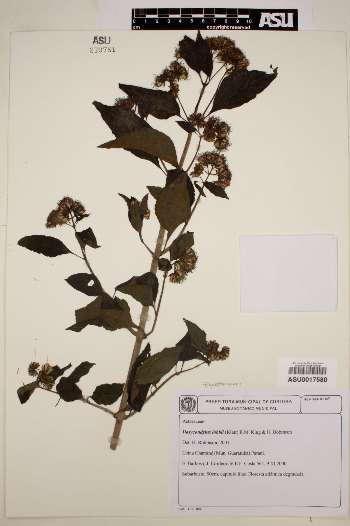 Eupatorium lobbii image