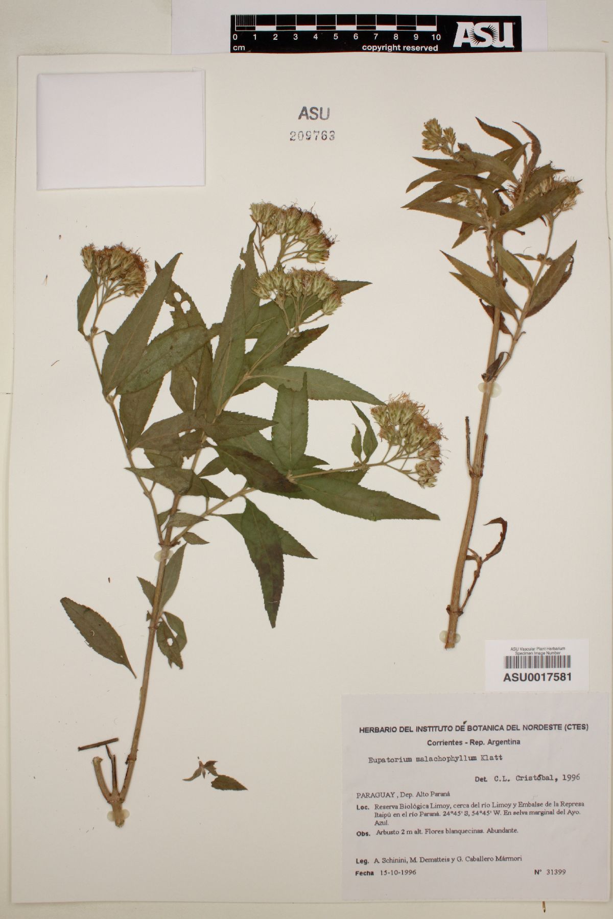 Neocabreria malachophylla image